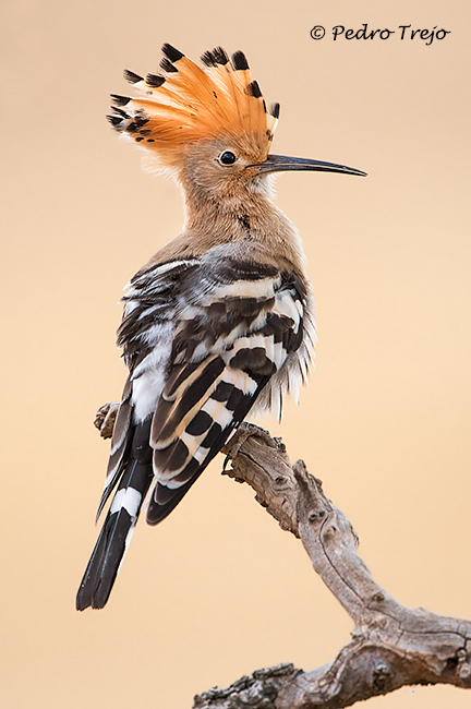 Abubilla (Upupa epops)